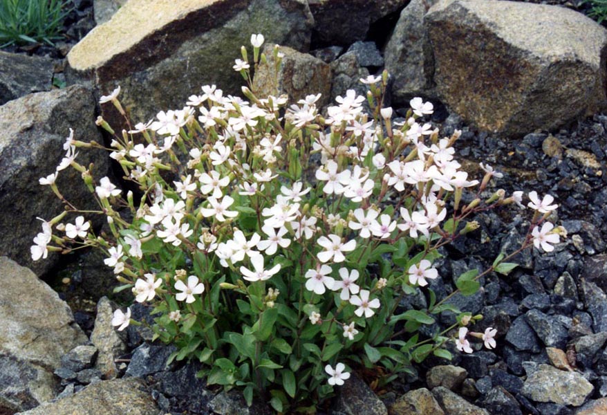 Petrocoptis hispanica photo